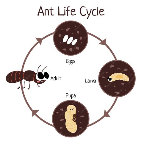 Life Cycle Of An Ant
