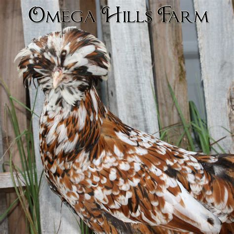 Tolbunt Polish Chickens and Hatching Eggs for Sale