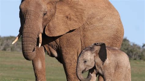 Petition · Stop Elephant Killing in Zimbabwe Immediately - India ...