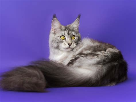 Gray Maine Coon Cat