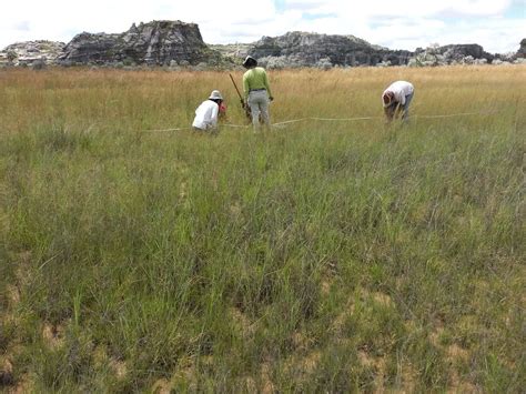 Dispelling the myths of Malagasy grasslands | Kew