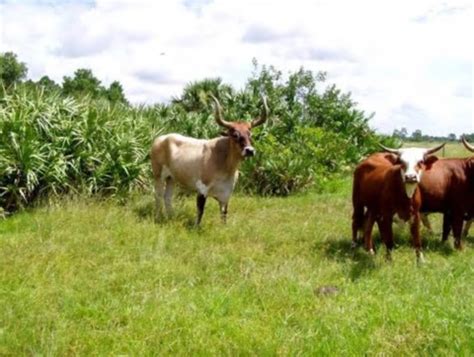 Cattle at Camp Lonesome Ranch | FWS.gov