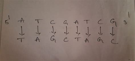 Image result for Complementary DNA Strand