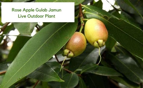 GREEN COLECTIONS Sweet Rose Apple Gulab Jamun (Air Layered/Guti Kolom ...