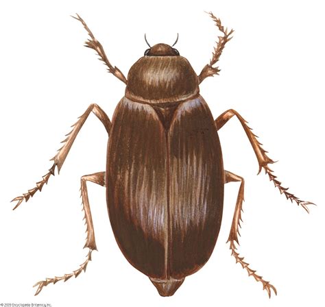 June beetle | Description, Life Cycle, & Facts | Britannica