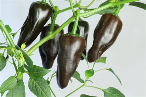 Chilhuacle Negro - Chili Lovers