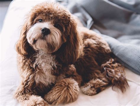 Hypoallergenic dog breeds: 20+ pups that are perfect for people with ...