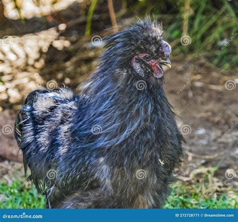 Black Chinese Silkie Chicken Waikiki Oahu Hawaii Stock Image - Image of ...