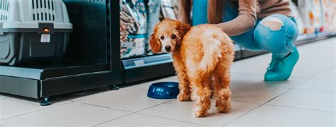 Animal Hospital in Zionsville, IN | Zionsville Animal Hospital