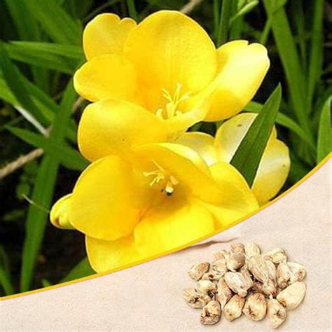 Buy Yellow Flower Bulbs online from Nurserylive at lowest price.
