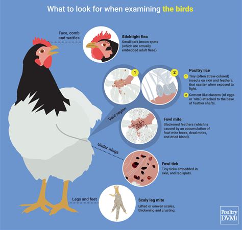 Lice and Mites (inspecting for)