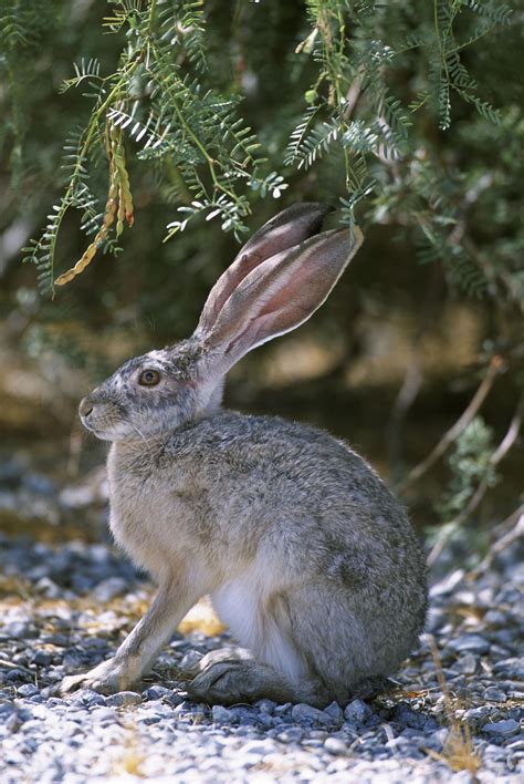 Black-Tailed Jackrabbit | Animals Wiki | Fandom
