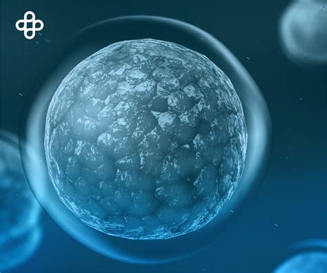 Celulas Embrionarias