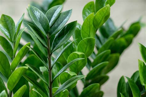https://gardenerspath.com/wp-content/uploads/2022/03/How-to-Grow-ZZ-Plants-Feature.jpg