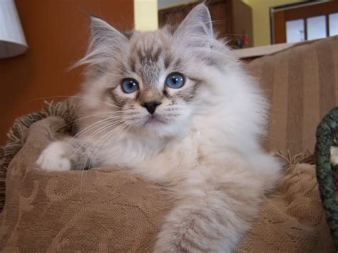 pictures of ragdoll cats : Biological Science Picture Directory – Pulpbits.net