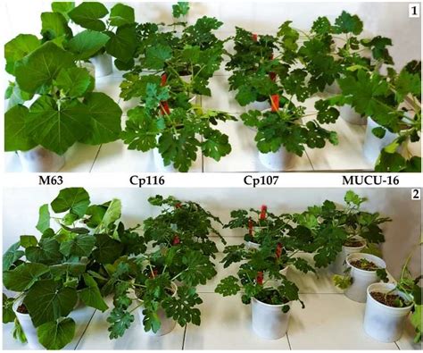 Tolerance Screening for Phytophthora capsici and Fusarium solani f. sp ...