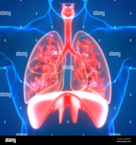 Image result for Lung Segmentation Using CNN