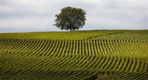 Agriculture In French