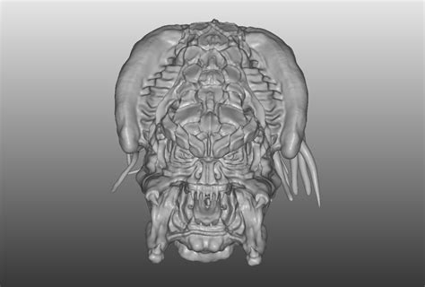 Alien Head Predator 的图像结果