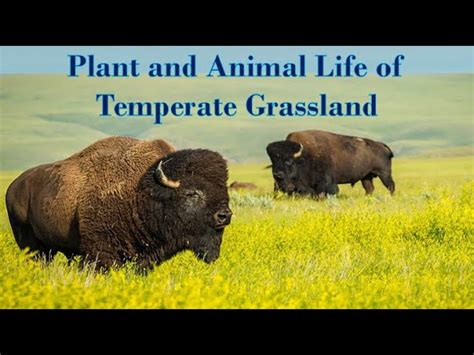 Grassland 的图像结果