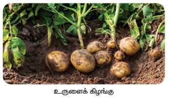 தண்டின் மாற்றுருக்கள் - தாவரங்களின் இனப்பெருக்கம் மற்றும் மாற்றுருக்கள் ...