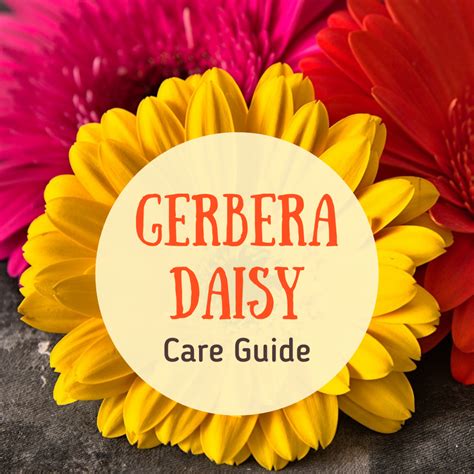 How to Care for the Gerbera Daisy - Dengarden