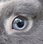 Image result for Bunny Eyes SVG