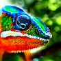 Image result for Chameleon Wallpaper 4K