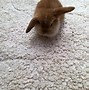 Image result for Baby Rabbits Lawn Mower