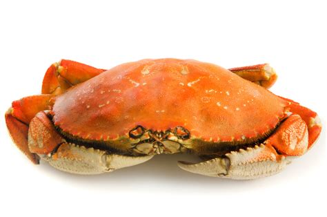 Whole Dungeness Crab