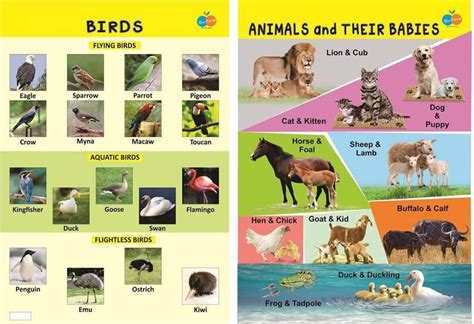 Birds Informative & Animal Babies Informative Poster For kids Paper ...