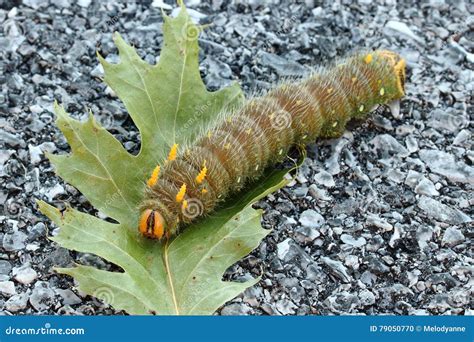 Imperial Moth Caterpillar stock photo. Image of moth - 79050770