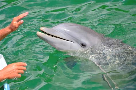 Are Dolphins Dangerous? - Do They Attack Humans?