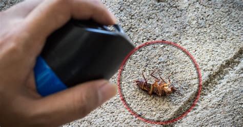 How to Kill Cockroach 的图像结果