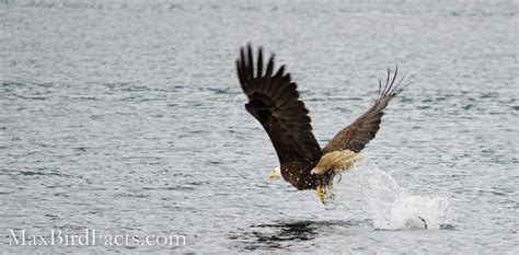 How Far Can An Eagle See – Mathematically Proving Birds Are Best - Welcome to MaxBirdFacts.com!!!