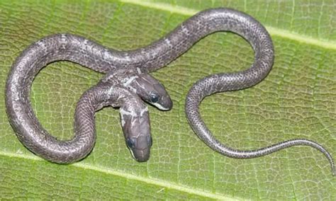 [Watch] Two-Headed Snake Found In Odisha, Some Believe It's Associated ...