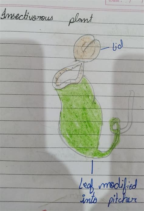Information on insectivorous plant with diagram? - Brainly.in