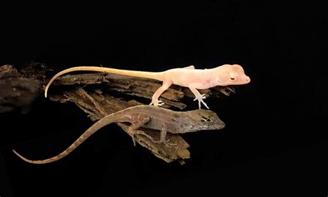 Researchers Have Successfully Gene-Edited Reptiles To Produce Albino ...