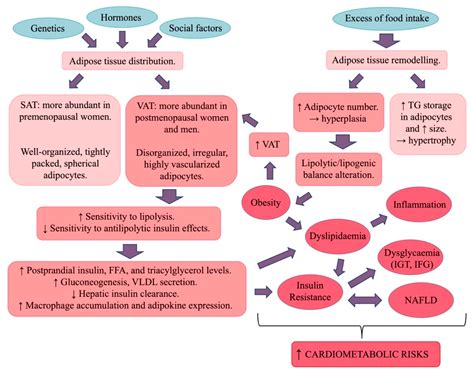 Sexual Dimorphism in Cardiometabolic Diseases: From Development to ...