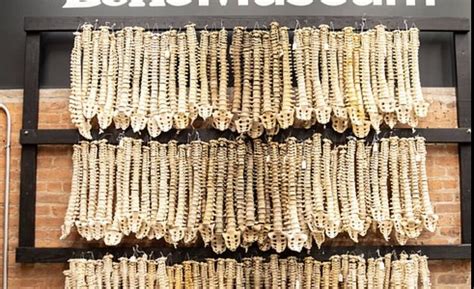 THE BONE MUSEUM (2026) All You Need to Know BEFORE You Go (with Photos ...