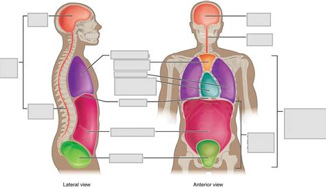 left side anatomy body cavities Diagram | Quizlet