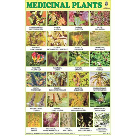 MEDICINAL PLANTS CHART SIZE 12X18 (INCHS) 300GSM ARTCARD