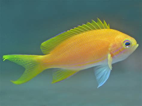 Buy Yellow Anthias – Schooling Beauty for Marine Aquariums