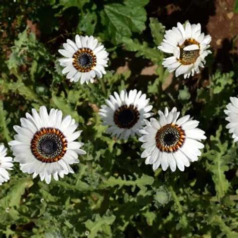 Venidium White fastuosum Seeds – Elegant White Blooms for Summer ...