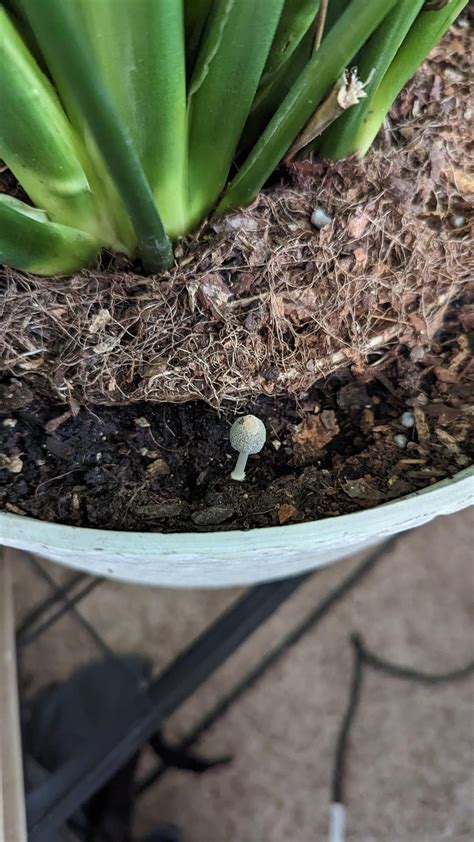 Tiny mushrooms growing in peace lily soil. Cause for concern? : r ...