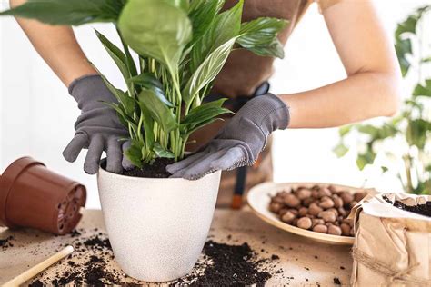 When and How to Divide Peace Lilies | Gardener's Path