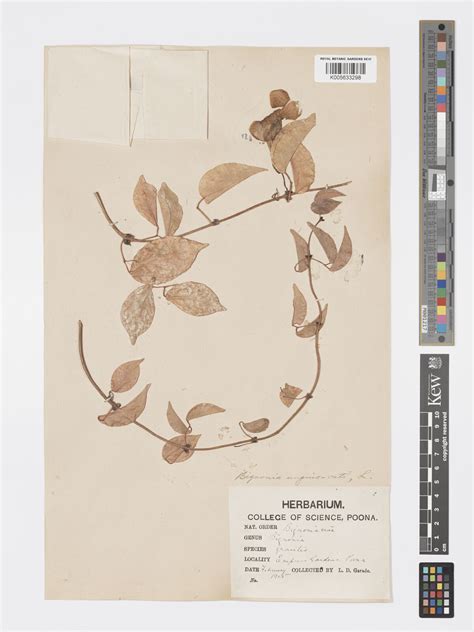 Dolichandra unguis-cati (L.) L.G.Lohmann | Plants of the World Online ...