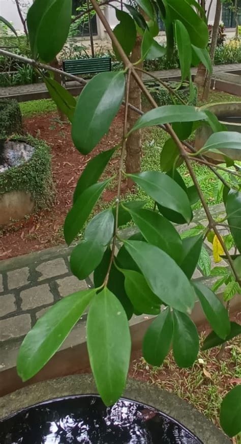 RCMAS » Garcinia indica (Thouars) Choisy