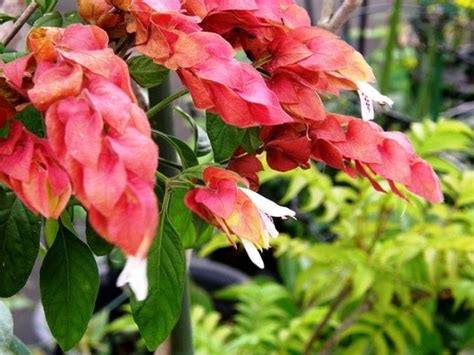 Thirst for perfection : spiritual meaning of flower