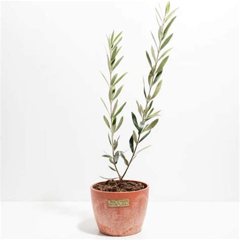 Image result for Install Olive Tree Linux